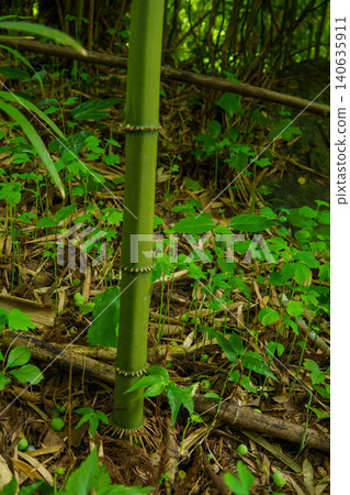A rare type of bamboo growing in a bamboo grove. 140635911