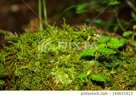 stump with moss stump with moss 140635913