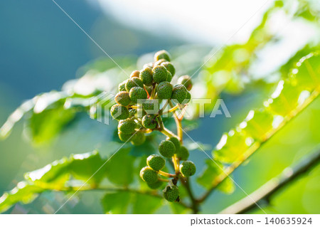 Green sansho peppercorns with a distinctive aroma Green sansho peppercorns with a distinctive aroma 140635924