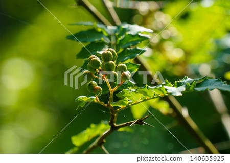 Green sansho peppercorns with a distinctive aroma Green sansho peppercorns with a distinctive aroma 140635925