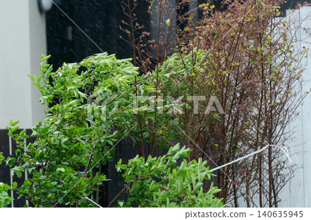 花園裡的樹木正遭受暴風雨的衝擊 花園裡的樹木正遭受暴風雨的衝擊 140635945