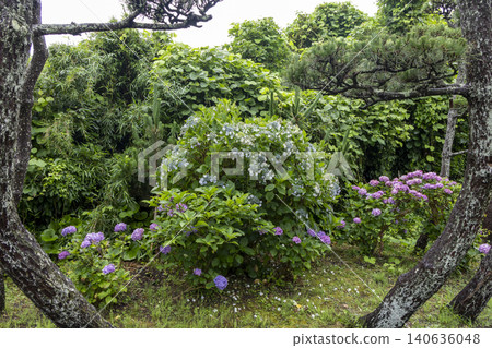 Jogashima, the southernmost island of Kanagawa Prefecture, during the rainy season. 140636048