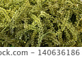 Fresh sea grapes, Okinawa, Kubirezuta, green caviar, close-up 140636186
