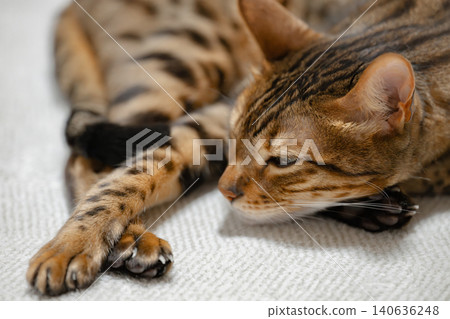 Lying cat Lying cat 140636248