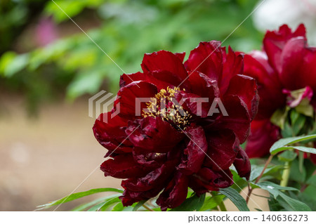深紅色的牡丹花 深紅色的牡丹花 140636273