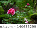 Deep pink peony flowers, wet with rain. 140636299