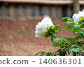 White peonies blooming softly, glistening with rain. 140636301