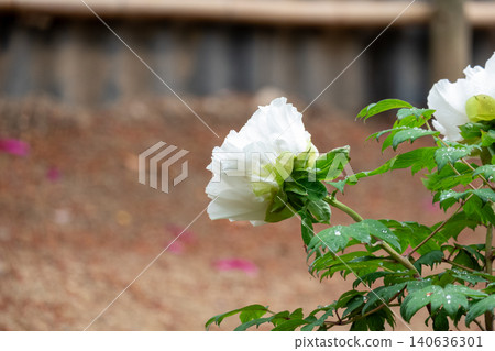白色牡丹花輕輕綻放,在雨水中閃閃發光。 白色牡丹花輕輕綻放,在雨水中閃閃發光。 140636301