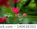 A cluster of vibrant pink peonies blooming in the rainy garden. 140636302