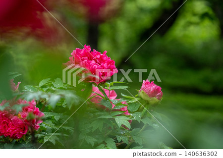 A cluster of vibrant pink peonies blooming in the rainy garden. A cluster of vibrant pink peonies blooming in the rainy garden. 140636302