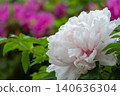A close-up of a large white peony flower blooming in the park. 140636304
