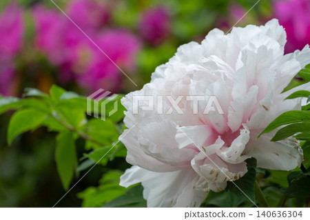 A close-up of a large white peony flower blooming in the park. A close-up of a large white peony flower blooming in the park. 140636304