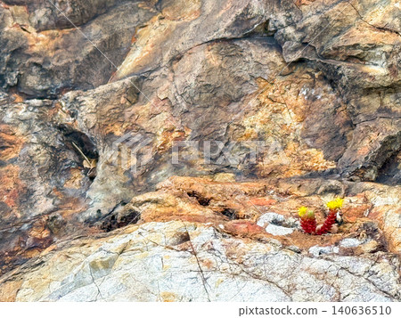 A close-up of small wild plants blooming on rocky cliffs and the natural rock surface. 140636510