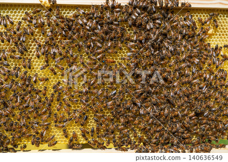 Honey Bees Working on a Wax Honeycomb Frame in a Beehive for Sustainable Organic Honey Production 140636549