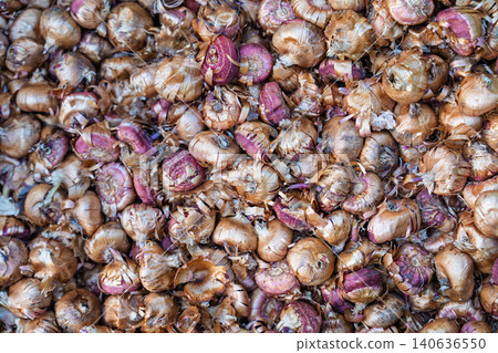 Fresh Tulip Bulbs Harvested for Planting in the Netherlands Fields for Spring Garden Season Fresh Tulip Bulbs Harvested for Planting in the Netherlands Fields for Spring Garden Season 140636550