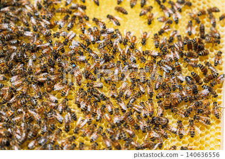 Honey Bees Working on a Yellow Wax Honeycomb Frame with a Marked Queen Bee in an Apiary Farm Honey Bees Working on a Yellow Wax Honeycomb Frame with a Marked Queen Bee in an Apiary Farm 140636556