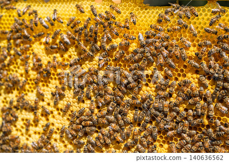 Honey Bees Working on Yellow Honeycomb Frame in a Beehive for Natural Organic Honey Production Honey Bees Working on Yellow Honeycomb Frame in a Beehive for Natural Organic Honey Production 140636562