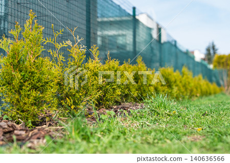 Young Thuja Plants Growing Along a Green Metal Mesh Fence in a Residential Garden Setting View Young Thuja Plants Growing Along a Green Metal Mesh Fence in a Residential Garden Setting View 140636566