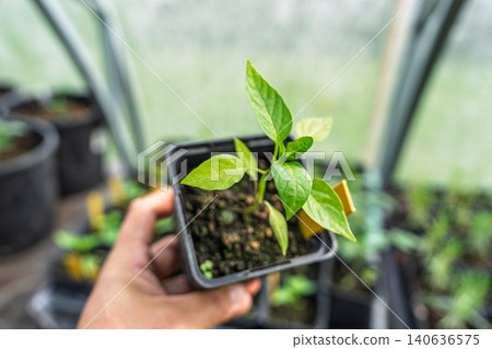 Hand holding a small green pepper seedling in a plastic pot inside a professional greenhouse Hand holding a small green pepper seedling in a plastic pot inside a professional greenhouse 140636575