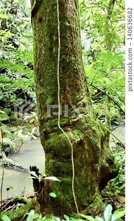 沖繩縣八重山群島西表島叢林中，一棵長滿苔蘚的樹屹立在那裡。 140636682