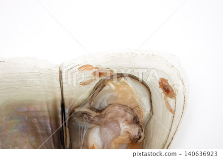 Hidden creatures that live in pen shells Hidden creatures that live in pen shells 140636923