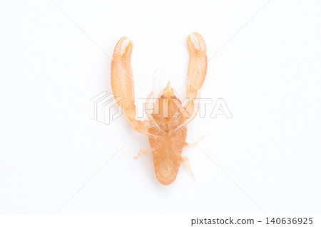 Male pen shrimp, lying on its back (Pen shrimp) Male pen shrimp, lying on its back (Pen shrimp) 140636925
