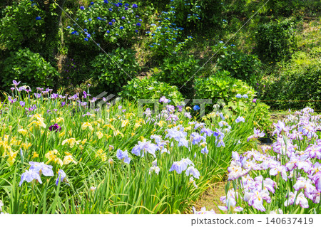 Kitagata Lake Iris Garden Kitagata Lake Iris Garden 140637419