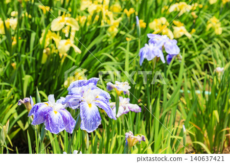 Kitagata Lake Iris Garden 140637421