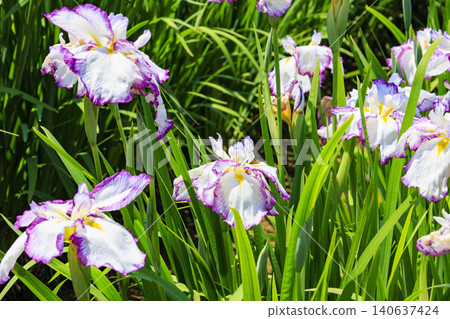 Kitagata Lake Iris Garden Kitagata Lake Iris Garden 140637424