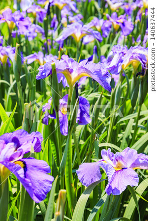 Kitagata Lake Iris Garden Kitagata Lake Iris Garden 140637444