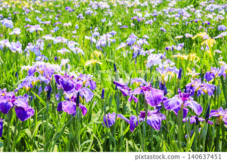 Kitagata Lake Iris Garden Kitagata Lake Iris Garden 140637451