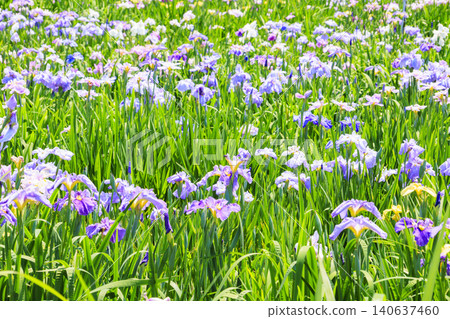 Kitagata Lake Iris Garden Kitagata Lake Iris Garden 140637460