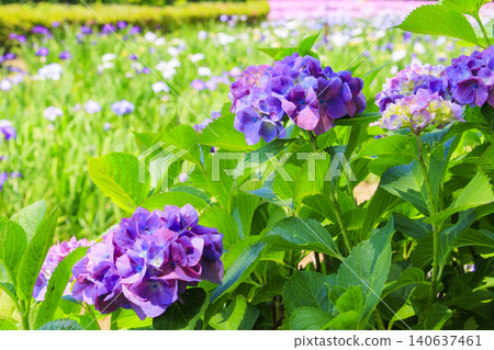 Kitagata Lake Iris Garden Kitagata Lake Iris Garden 140637461
