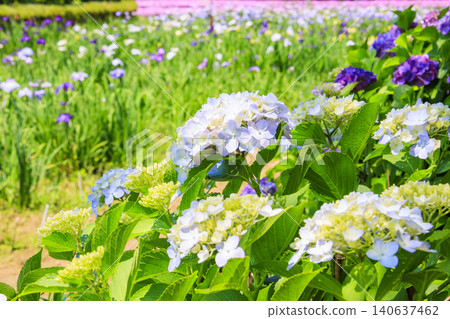 Kitagata Lake Iris Garden Kitagata Lake Iris Garden 140637462