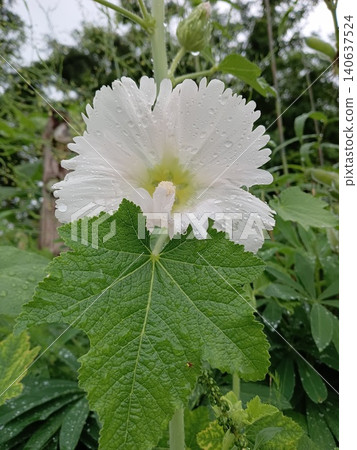 White hollyhocks on a rainy day White hollyhocks on a rainy day 140637524