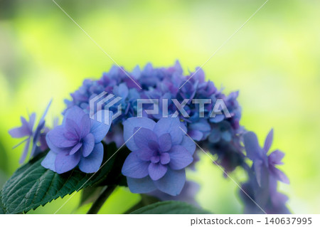 Hydrangeas blooming in vibrant colors under the rainy season sky Hydrangeas blooming in vibrant colors under the rainy season sky 140637995