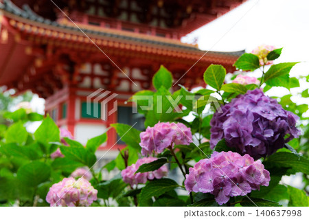 雨季的繡球花在天空的襯托下綻放出鮮豔的色彩 140637998
