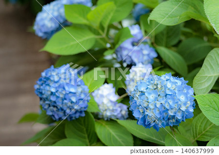 雨季的繡球花在天空的襯托下綻放出鮮豔的色彩 140637999