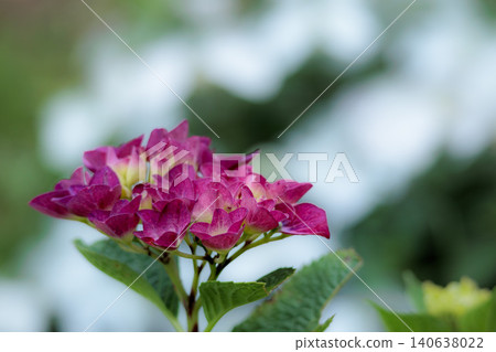 Hydrangeas blooming in vibrant colors under the rainy season sky Hydrangeas blooming in vibrant colors under the rainy season sky 140638022