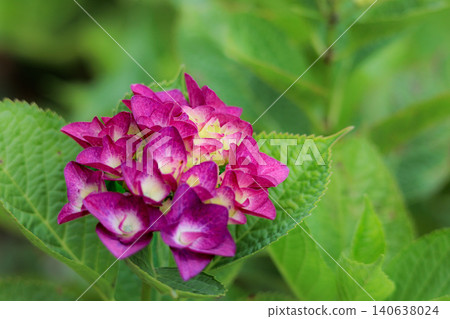 Hydrangeas blooming in vibrant colors under the rainy season sky Hydrangeas blooming in vibrant colors under the rainy season sky 140638024