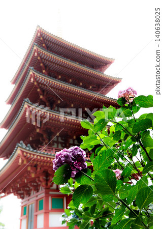Hydrangeas blooming in vibrant colors under the rainy season sky Hydrangeas blooming in vibrant colors under the rainy season sky 140638025