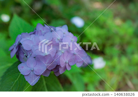 Hydrangeas blooming in vibrant colors under the rainy season sky 140638026