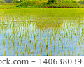 A large area of rice seedlings growing in the fields of Korea. 140638039