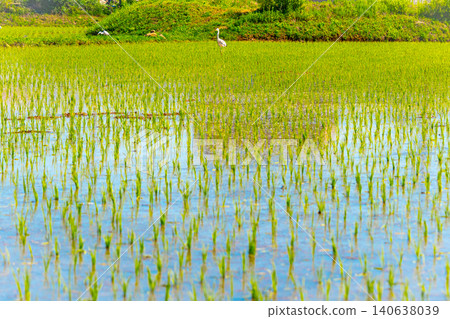 A large area of rice seedlings growing in the fields of Korea. A large area of rice seedlings growing in the fields of Korea. 140638039