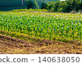 Young green corn seedling growing in irrigated furrow on soil farmland, sustainable agriculture 140638050