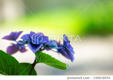 Hydrangeas blooming in vibrant colors under the rainy season sky Hydrangeas blooming in vibrant colors under the rainy season sky 140638054