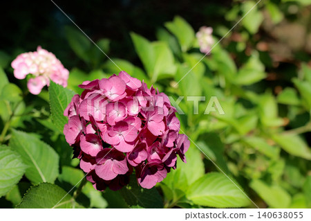Hydrangeas blooming in vibrant colors under the rainy season sky Hydrangeas blooming in vibrant colors under the rainy season sky 140638055