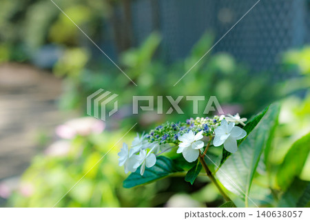 Hydrangeas blooming in vibrant colors under the rainy season sky Hydrangeas blooming in vibrant colors under the rainy season sky 140638057