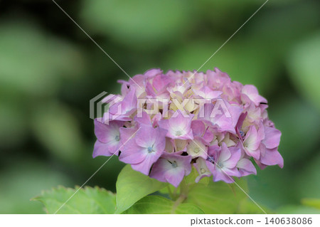 Hydrangeas blooming in vibrant colors under the rainy season sky Hydrangeas blooming in vibrant colors under the rainy season sky 140638086