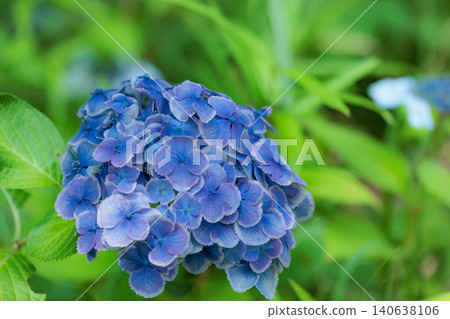 Hydrangeas blooming in vibrant colors under the rainy season sky Hydrangeas blooming in vibrant colors under the rainy season sky 140638106